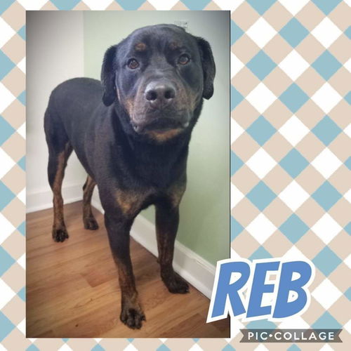 Reb - Not at the Shelter