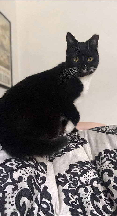 Littles - Not at the Shelter