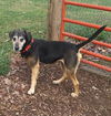 Luther - Not At the Shelter