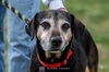 Luther - Not At the Shelter
