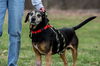 Luther - Not At the Shelter