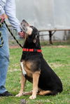 Luther - Not At the Shelter