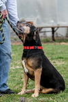 Luther - Not At the Shelter