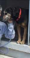 Luther - Not At the Shelter
