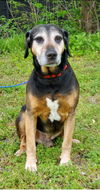Luther - Not At the Shelter