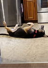 Luther - Not At the Shelter