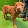 Copper - At the Shelter