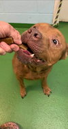 Copper - At the Shelter