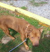 Copper - At the Shelter