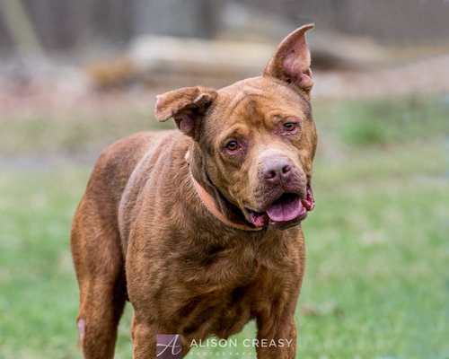 Copper - At the Shelter