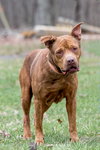 Copper - At the Shelter