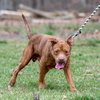 Copper - At the Shelter