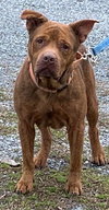 Copper - At the Shelter