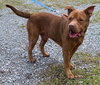 Copper - At the Shelter
