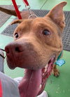 Copper - At the Shelter
