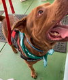 Copper - At the Shelter