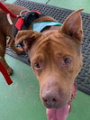 Copper - At the Shelter
