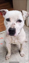 Hazel - At the Shelter