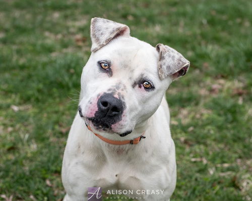 Hazel - At the Shelter