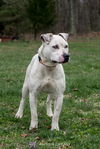 Hazel - At the Shelter
