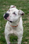 Hazel - At the Shelter