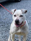 Hazel - At the Shelter