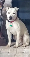 Hazel - At the Shelter