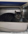 Samantha - At the Shelter