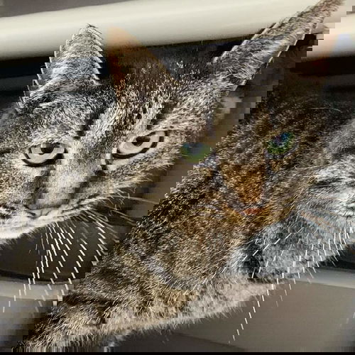 Samantha - At the Shelter