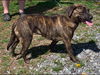 Nelly-Not at the Shelter