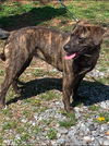 Nelly-Not at the Shelter