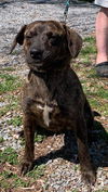 Nelly-Not at the Shelter