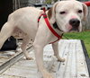 Duke - At the Shelter
