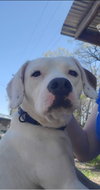 Duke - At the Shelter