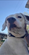 Duke - At the Shelter