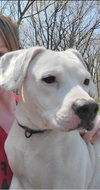 Duke - At the Shelter