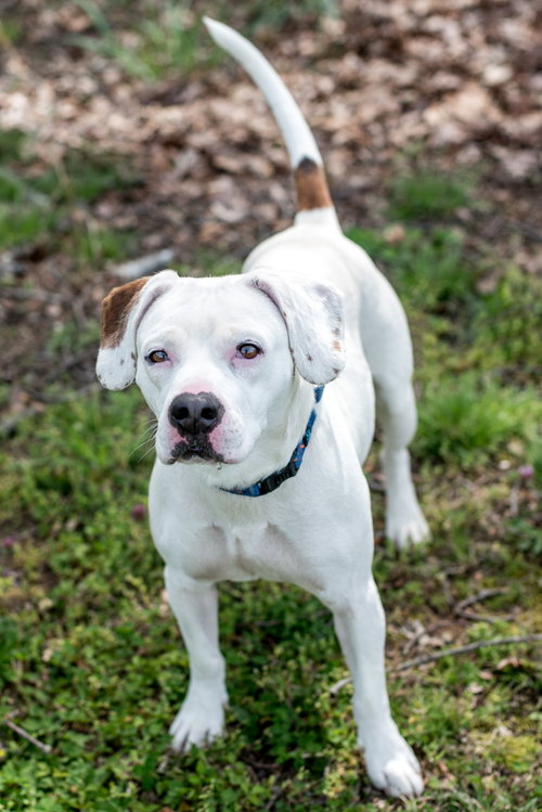 Duke - At the Shelter