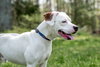 Duke - At the Shelter