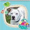 Duke - At the Shelter