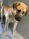 Hoss - Not At the Shelter