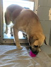 Hoss - Not At the Shelter