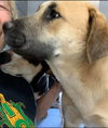 Hoss - Not At the Shelter