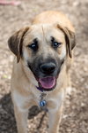 Hoss - Not At the Shelter