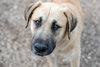 Hoss - Not At the Shelter