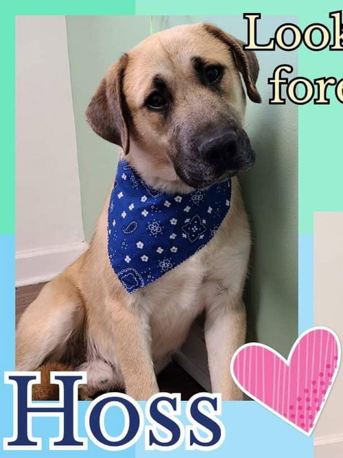 Hoss - Not At the Shelter