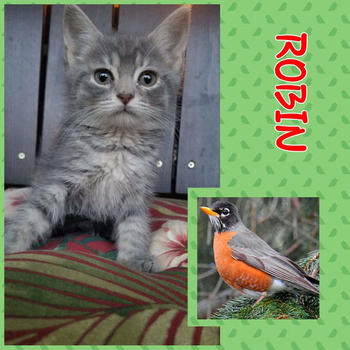 Robin - Not At the Shelter