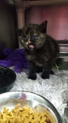 Mimsy- Not At the Shelter