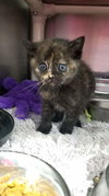 Mimsy- Not At the Shelter