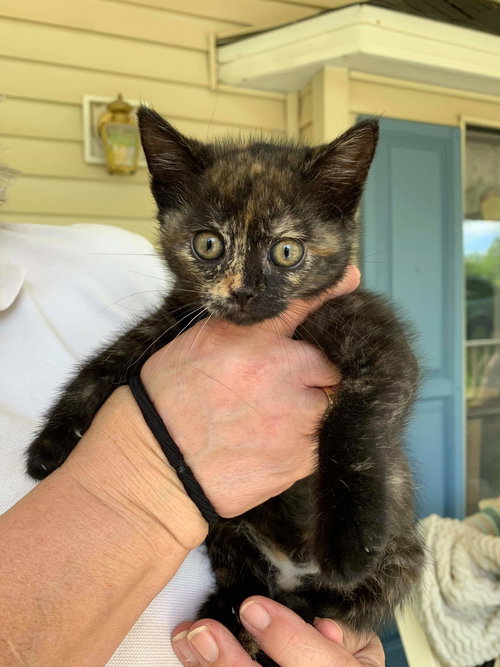 Mimsy- Not At the Shelter