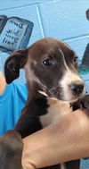 Malia - At the Shelter